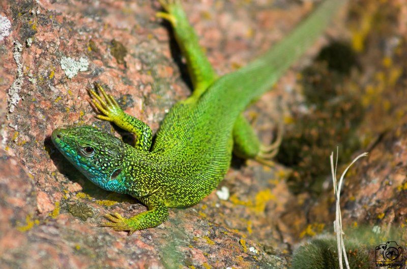 Первомайская ящерица фото превью