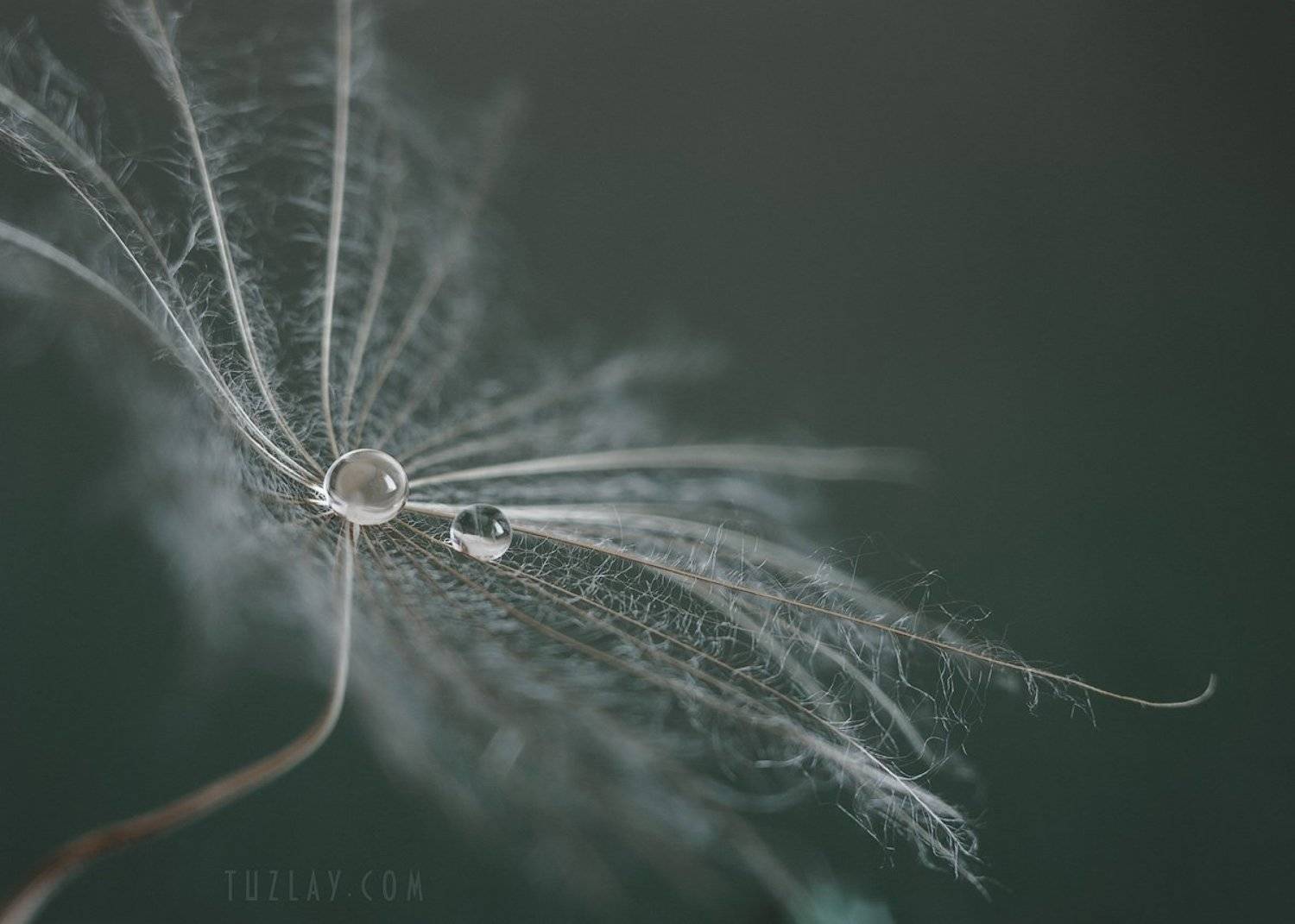 козлобородник, одуванчик, семянка, капельки, Владимир Тузлай