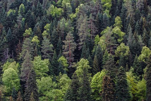 Горы,Лес,Теберда ...