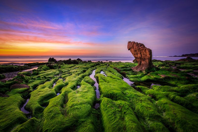 Moss season in Vietnam sea фото превью