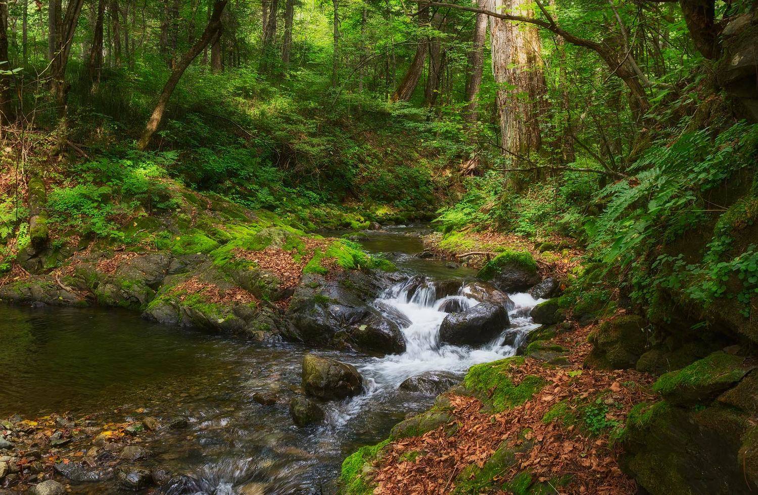 тайга, ручей, приморский край, лето, Евгений Паршуков