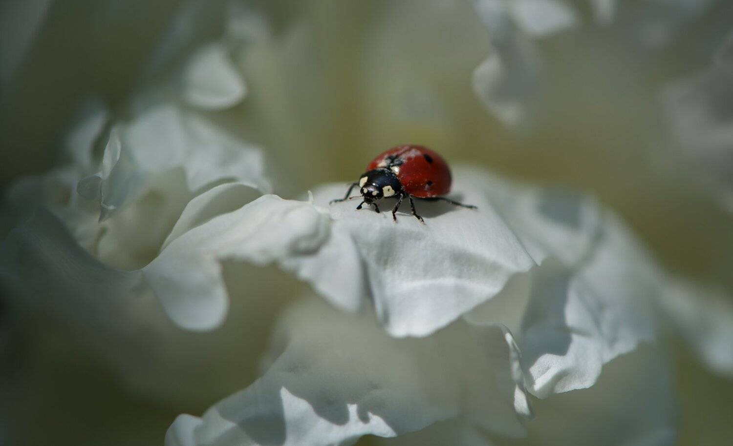 природа, макро, жуки, божья коровка, красный, цветы, пион, белый, волна, Неля Рачкова
