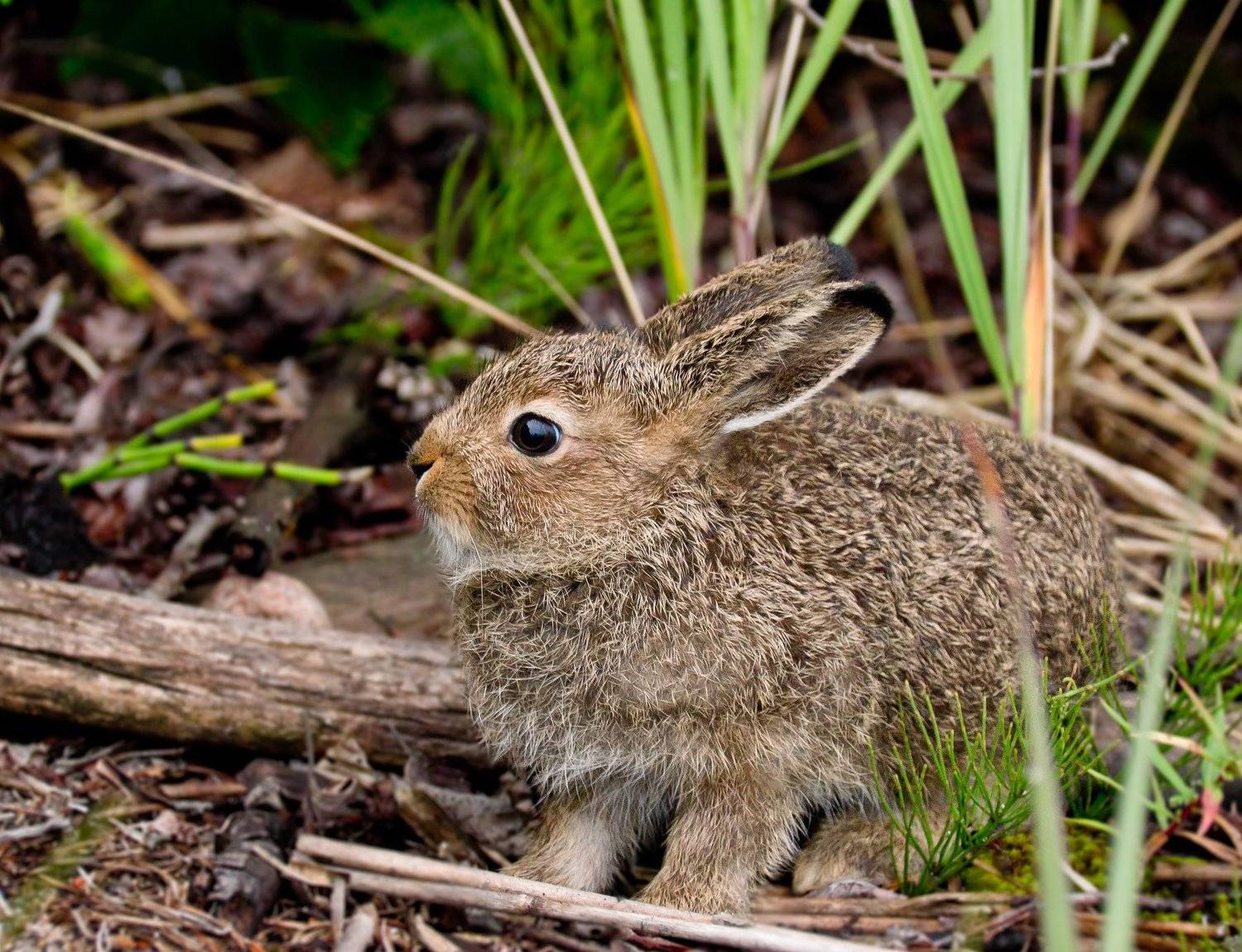 lepus timidus, заяц, беляк, зайчонок, уши, серый, лето, север, карелия, клим-нос, животное, млекопитающее, грызун, кроха, испуг, дикая природа, Ксения Соварцева
