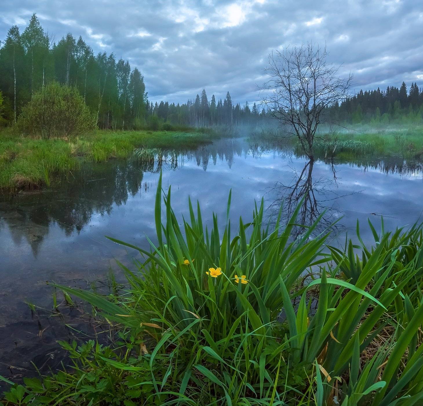 фототур, весна, ленинградская область, деревья, лес, сказка, берёзы, туман, рассвет, озеро, тучи, рогоз, цветы.,, Лашков Фёдор