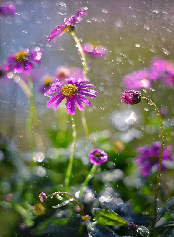 flowers, rain, bokeh, helios, 44-3, water, kwiaty, belomo, krople, dranikowski Flowers in the rain.. фото превью