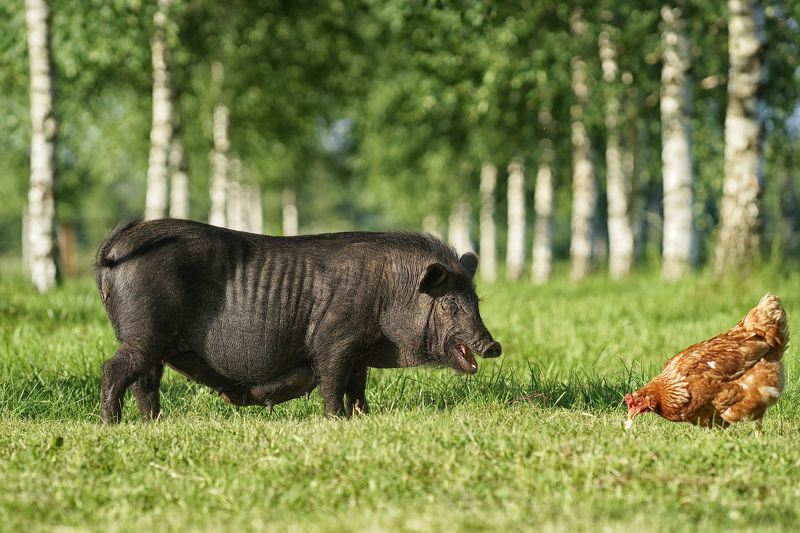 Подружки... фото превью