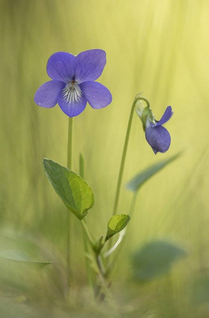, Иваненко Светлана