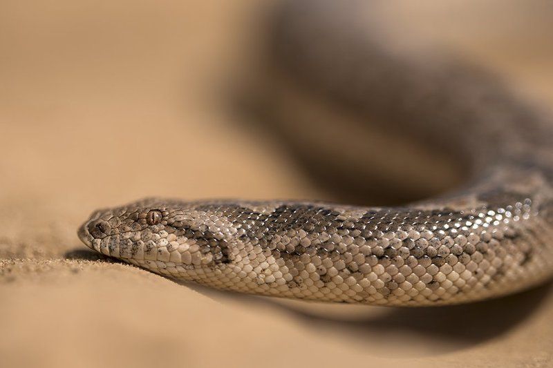песчаный удавчик, астраханская область, барханы Песчаный удавчик фото превью