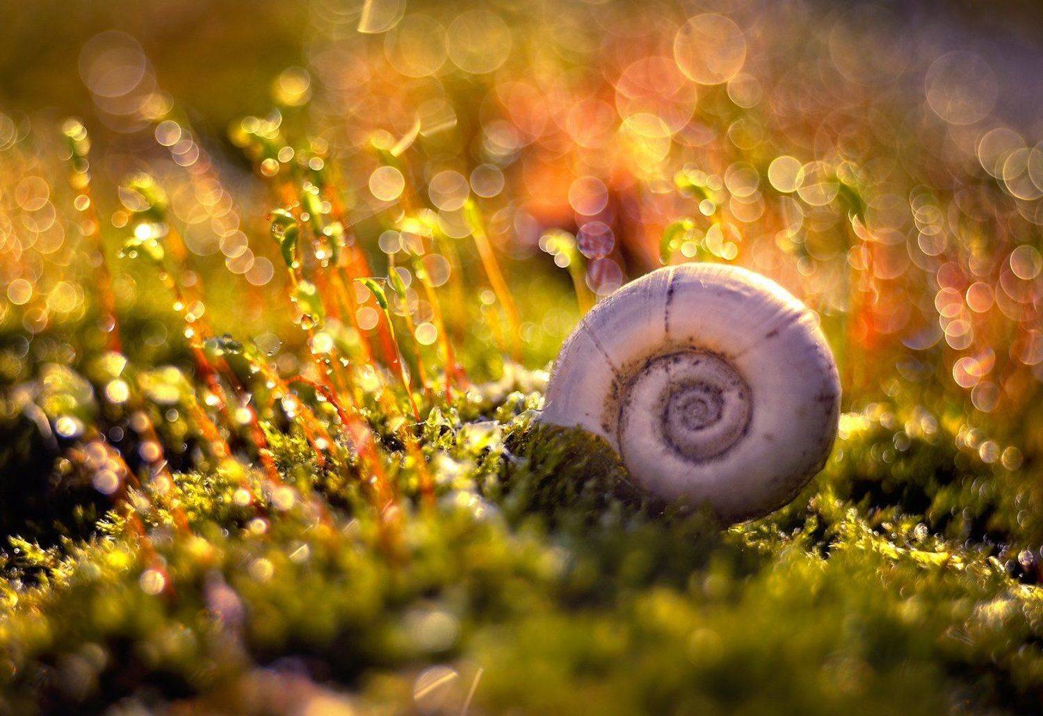 snail, slimak, macro, bokeh, trioplan, meyer, optik, moss, mech, light, magic, Radoslaw Dranikowski