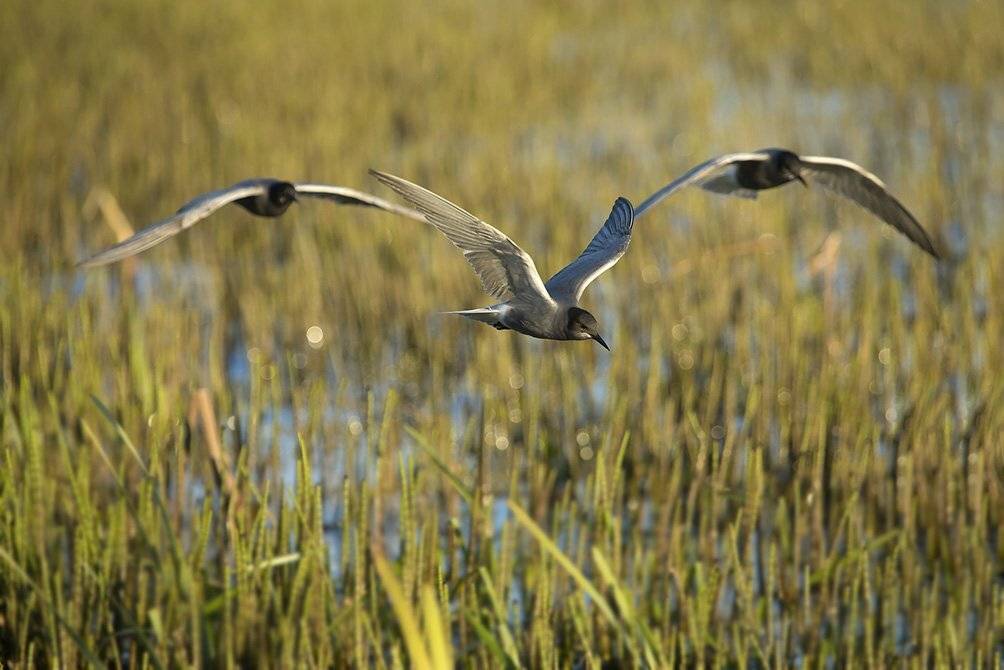 , Иваненко Светлана