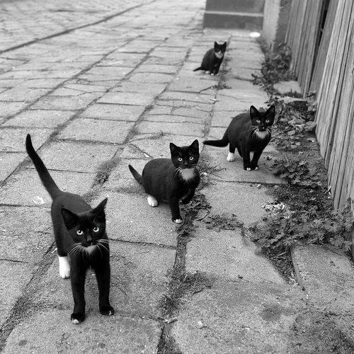 Black protest!