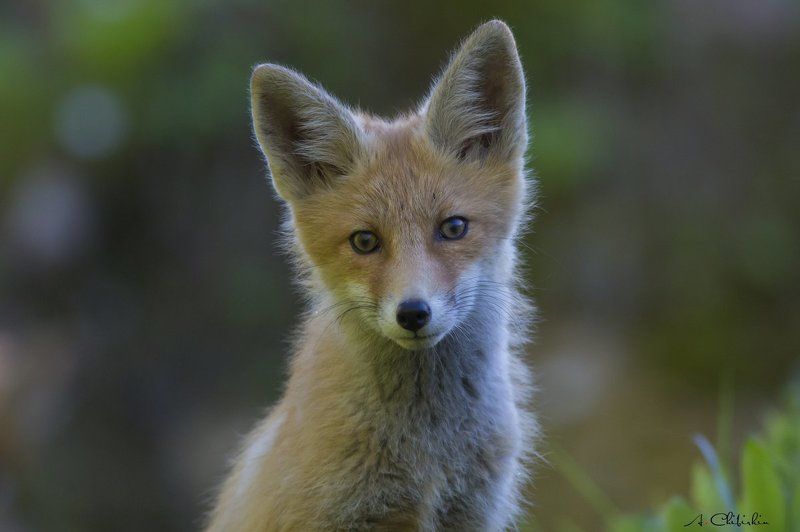лиса, лисята, выводок, нора, добыча Из жизни лисьего выводка фото превью