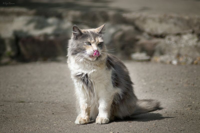 кот, котяра Было вкусно ... фото превью