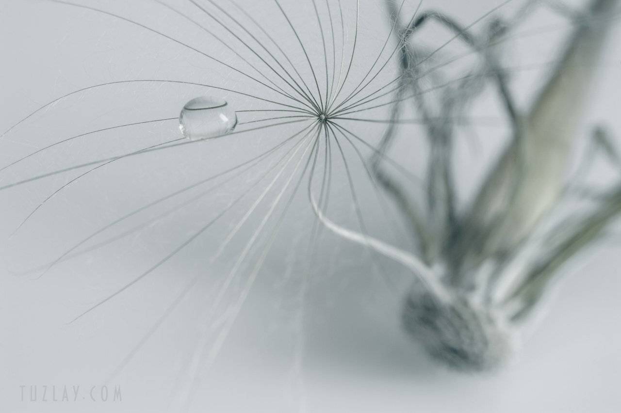 козлобородник, одуванчик, семянка, капельки, Владимир Тузлай