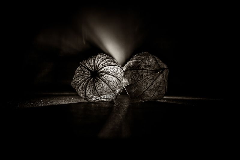 physalis, nature, macro, light´s, shadows, food, still life, bnw, black and white,  Physalis фото превью
