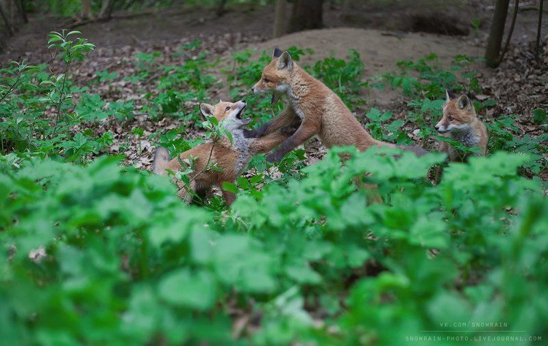 animals, fox, nature, wildlife, wildlife photography, анималистика, дикая природа, животные, лиса, лисята, природа, фотоохота Игры лисят фото превью