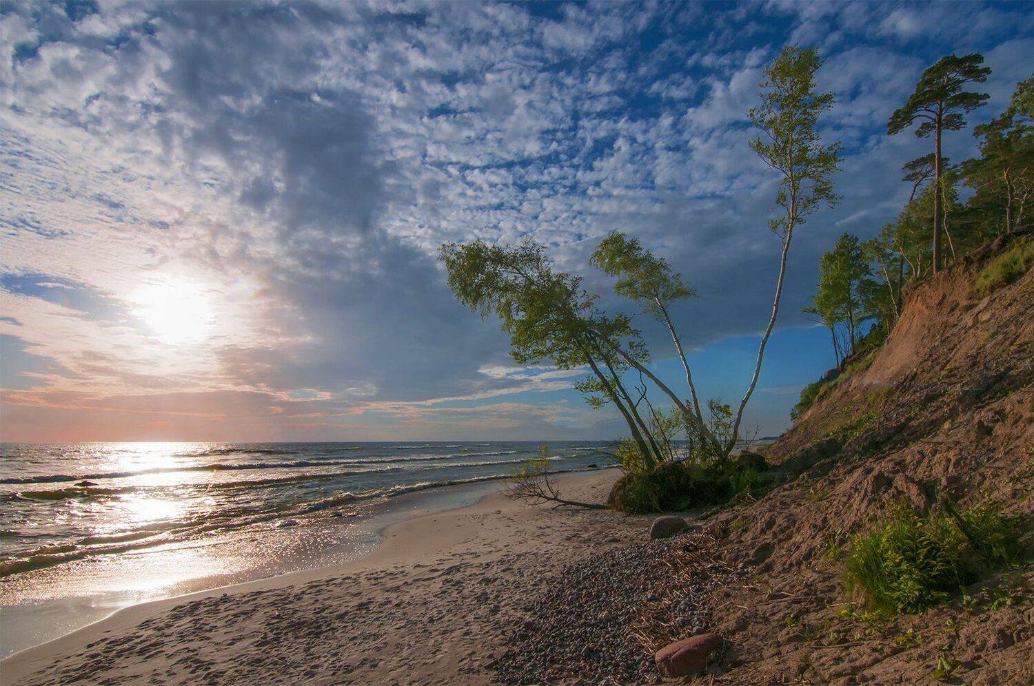 birches,sea,sunset,baltic sea,sand,sky, Daiva Cirtautė