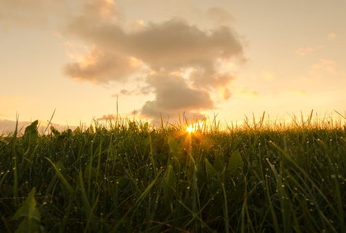 Утренняя роса