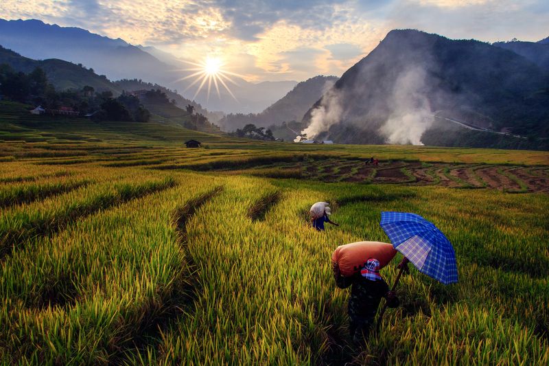 viet nam Harvesting rice in terraced fields in Northwest of Vietnam фото превью