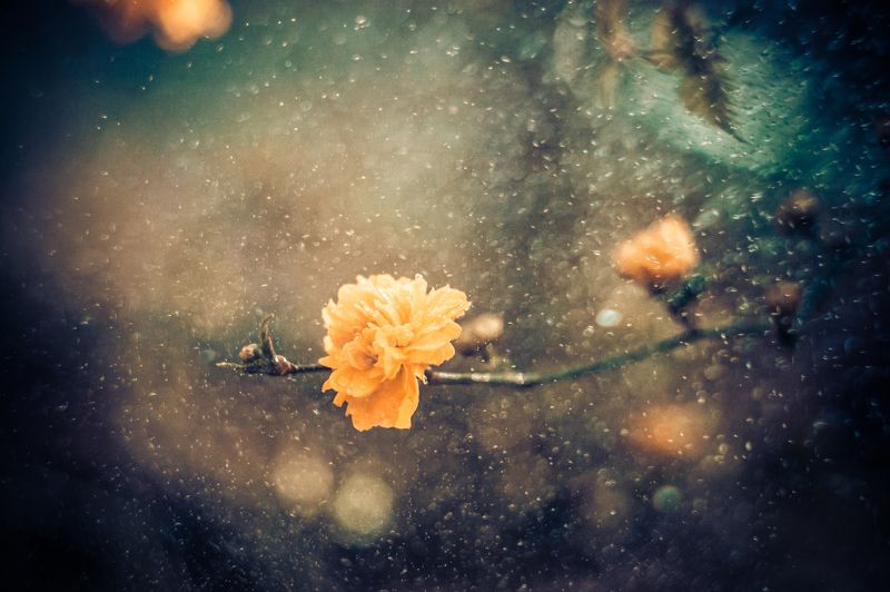 Small beauty
