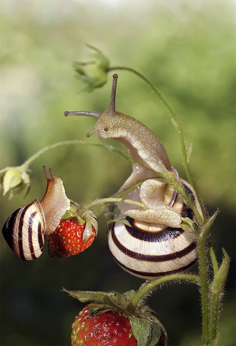 макро,улитка,монтаж, Гарик Соколов