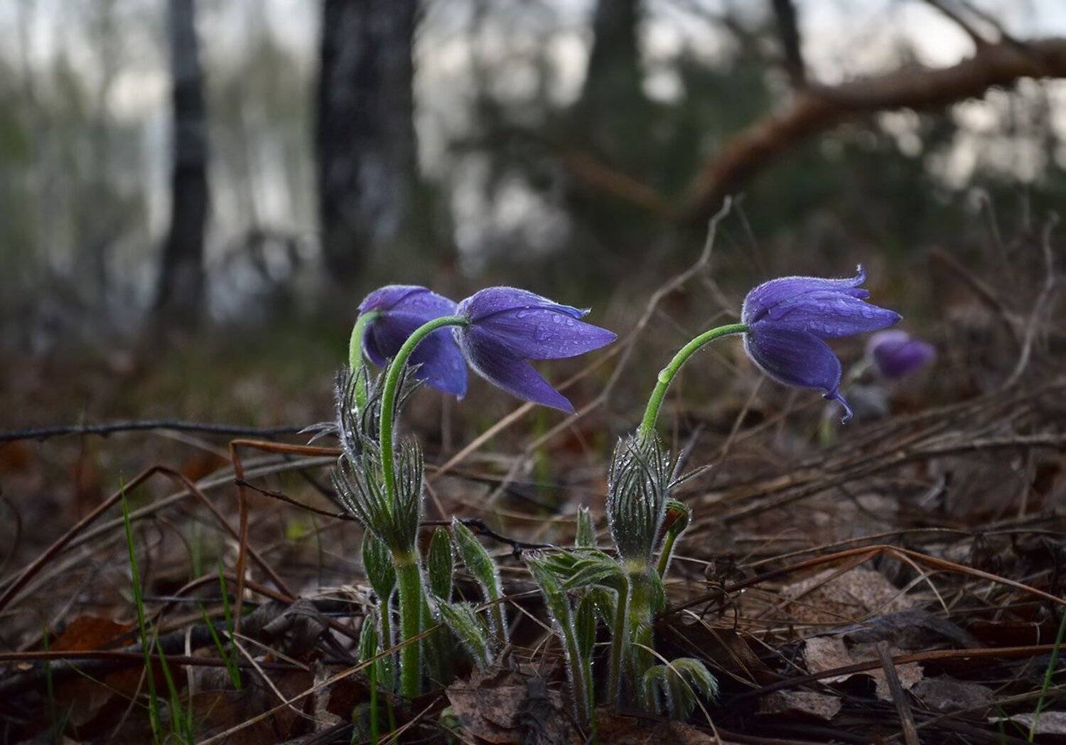 дождь, сон-трава, лес, вечер, начало мая, Irina Shapronova