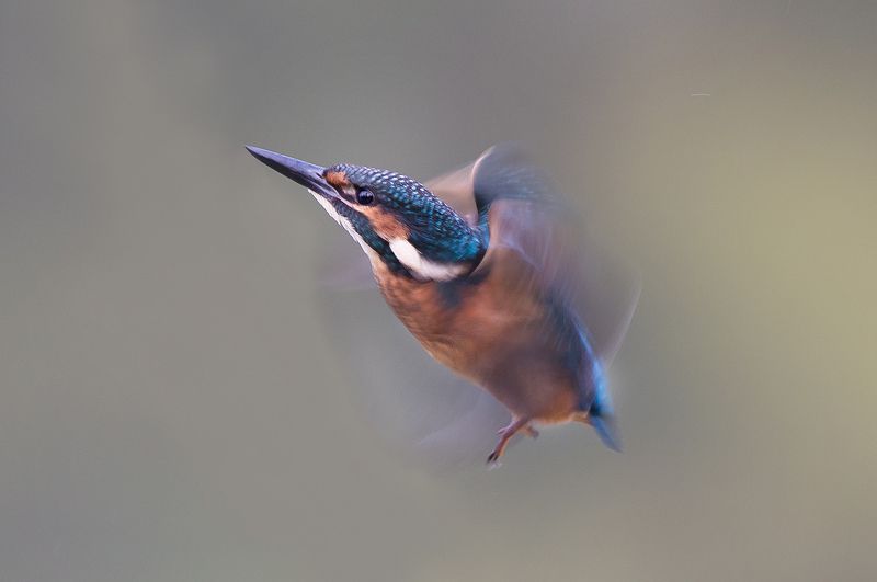 alcedo фото превью