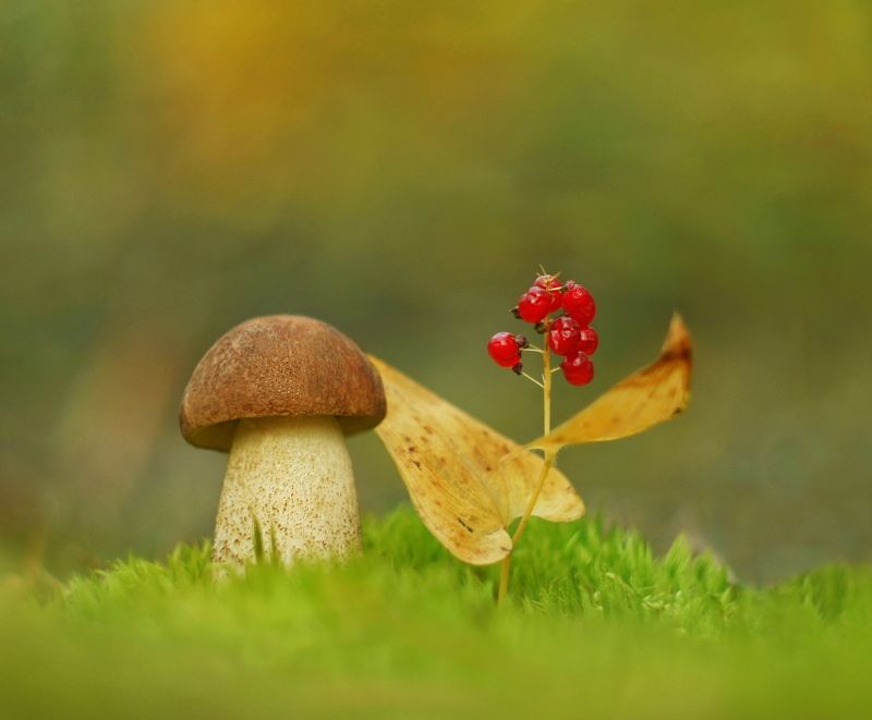 В зелёном лесочке фото превью