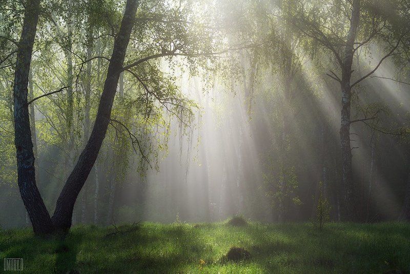 пейзаж, утро, березы, туман, пейзаж, лучи, Утро в лесу фото превью