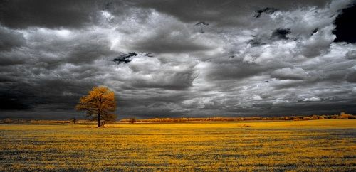 Холодным полем. Инфракрасная фотография.