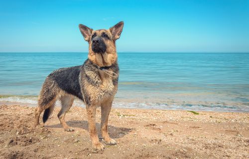 Как Ивета на море ездила.