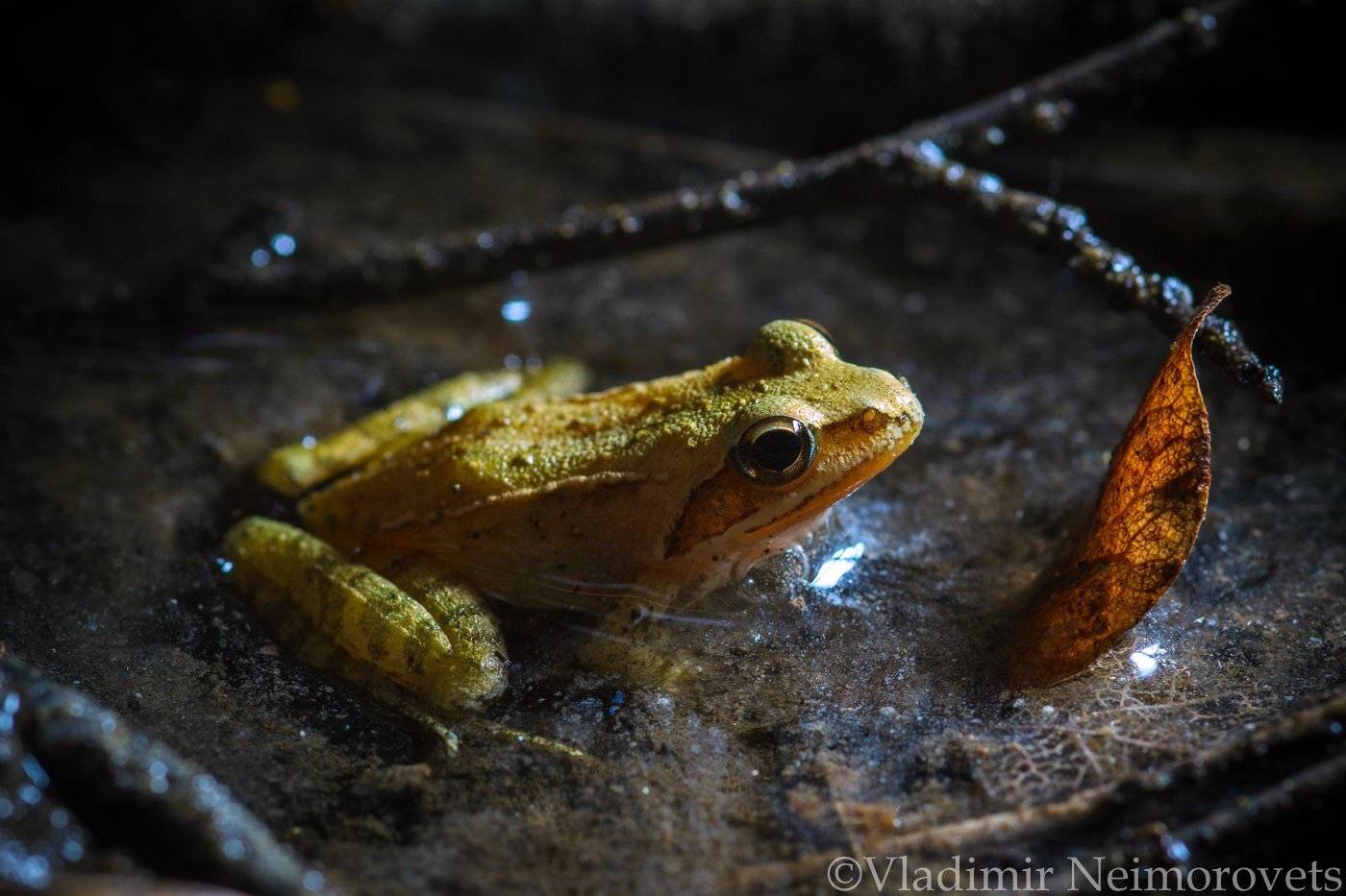 Rana macrocnemis, long-legged wood frog, Caucasus frog, Krasnodar Territory, North-Western Caucasus, frog, stream, переднеазиатская лягушка, Северо-Западный Кавказ, Краснодарский край, ручей, лягушка, Владимир Нейморовец