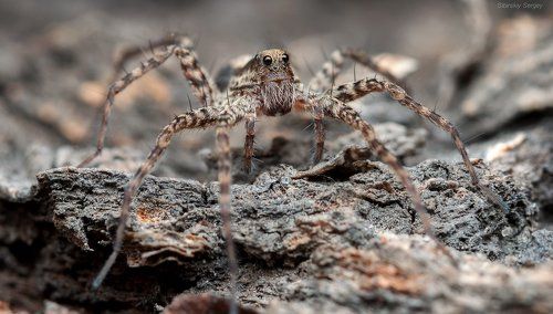 Восьмиглазая