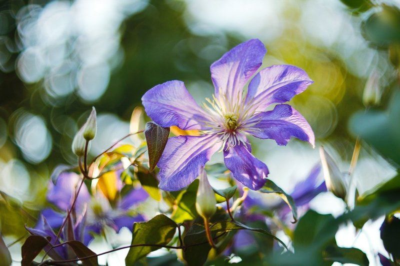 клематис, растение, цветок Клематисы фото превью