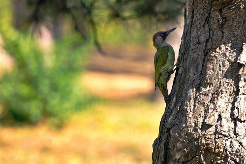 Большой зеленый дятел