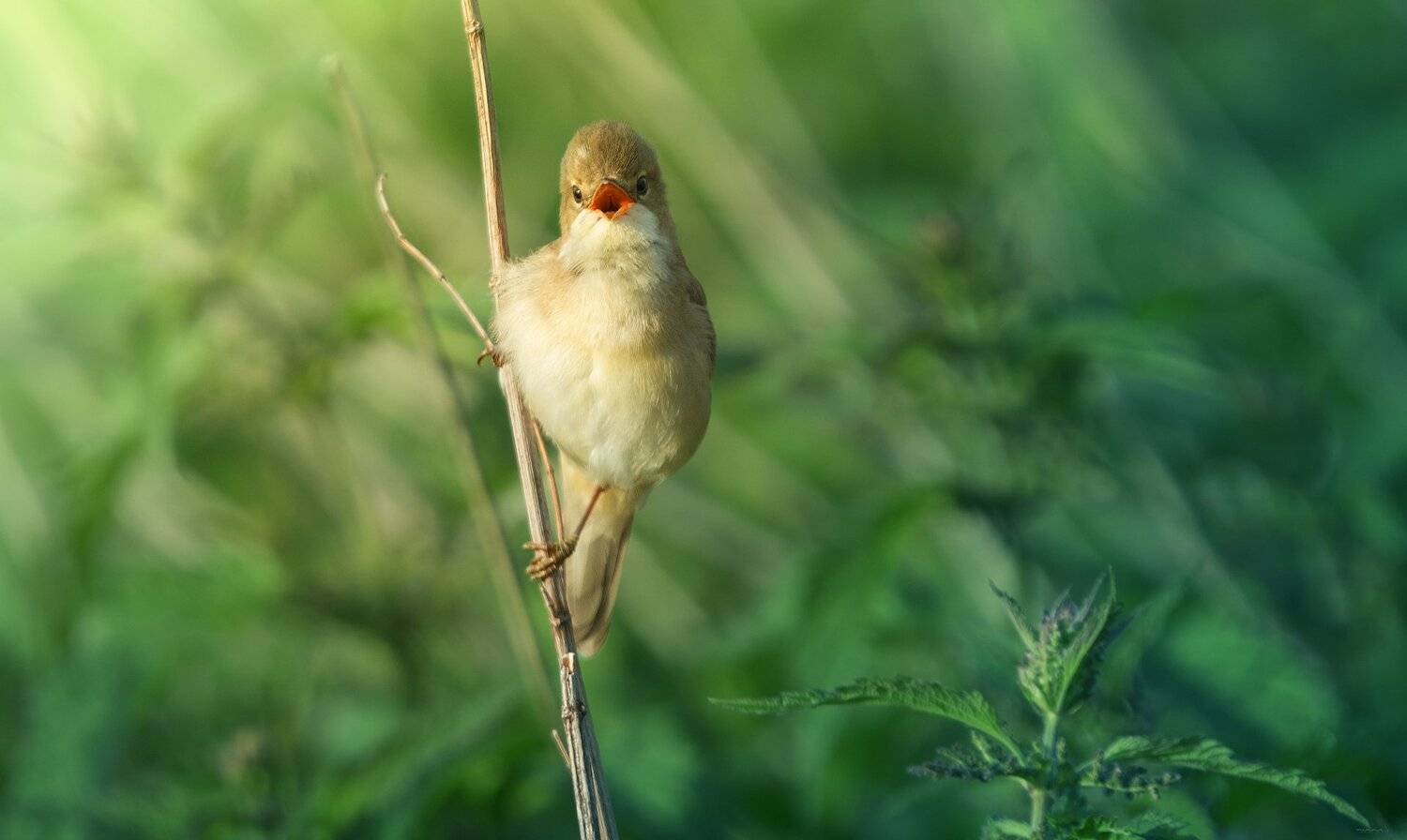 природа, лес, животные, птицы, Дмитрий Посевич