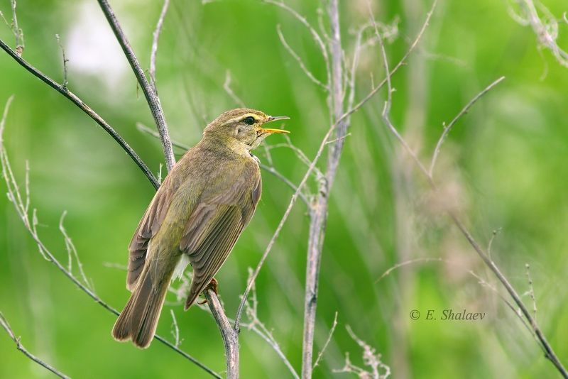 angry birds,birds,птица,птицы,фотоохота Angry Birds 2 фото превью