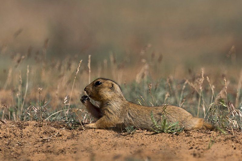 жёлтый, суслик Жёлтый суслик фото превью