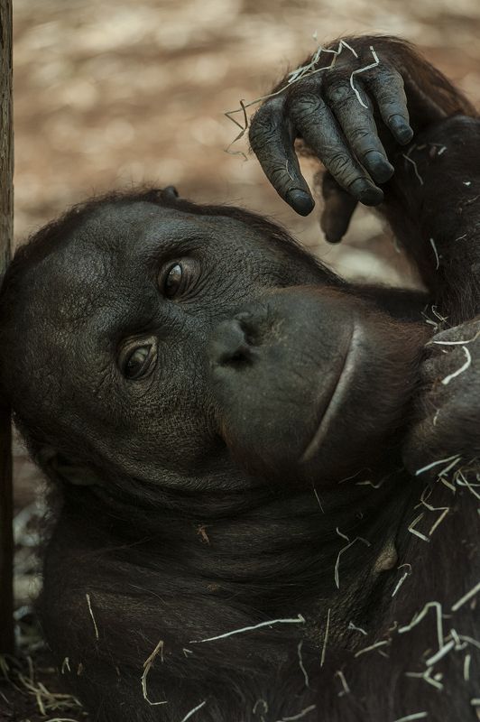 Ménagerie#4 фото превью