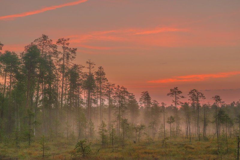 карелия, рассвет, север, туман Рассвет на болоте. фото превью
