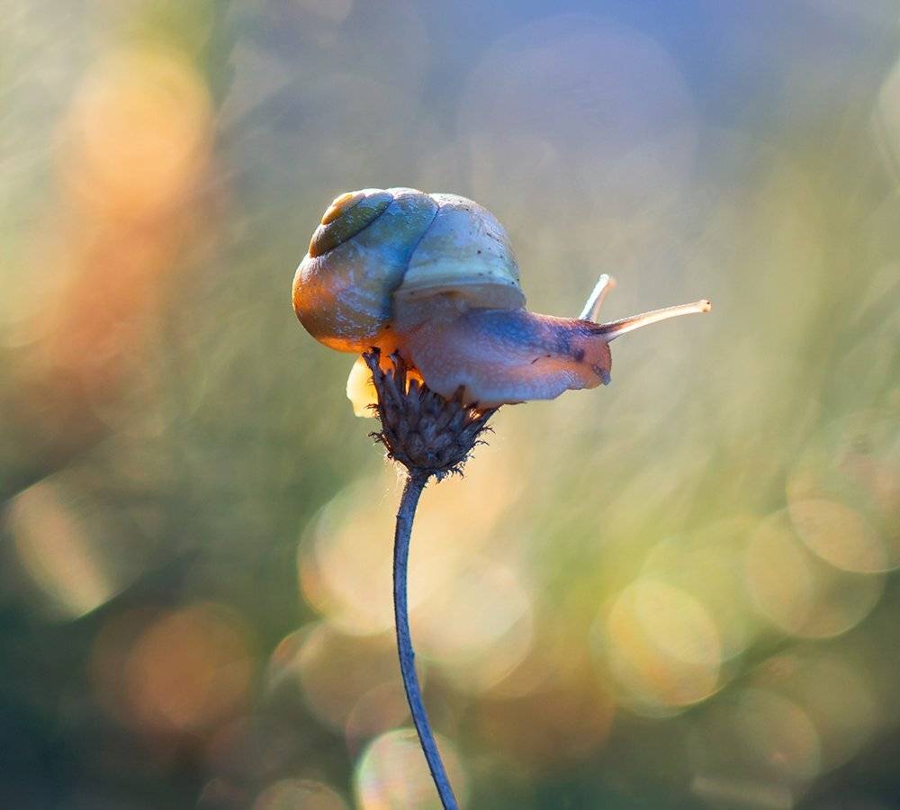 , Pawel Plucinski