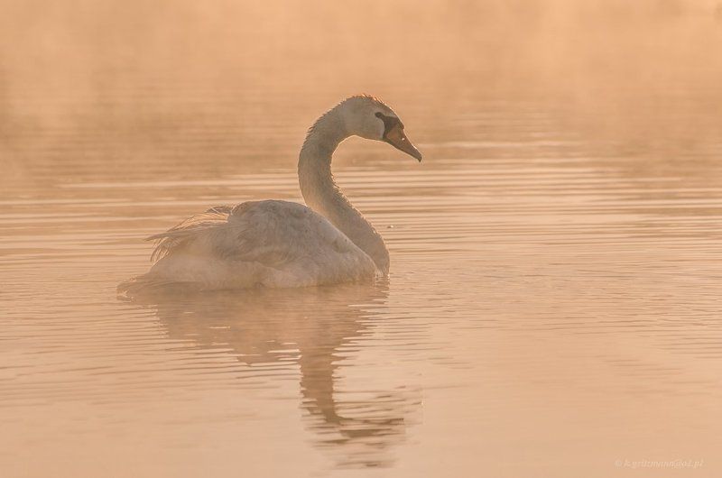 golden ... фото превью