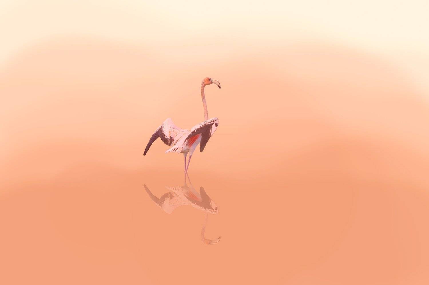 cayo guillermo,cuba,birds,, Jacek