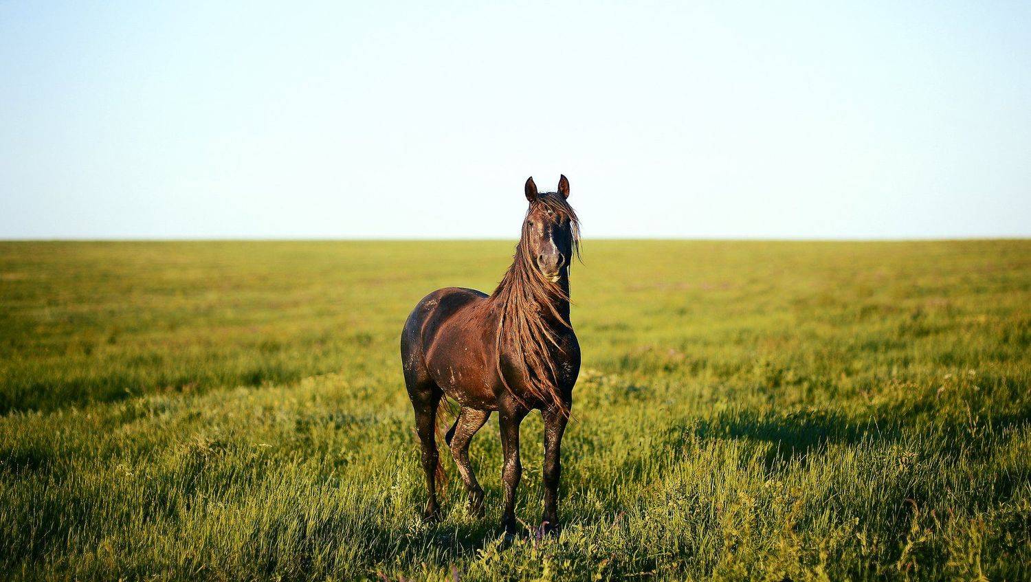 , Сергей Кобылько