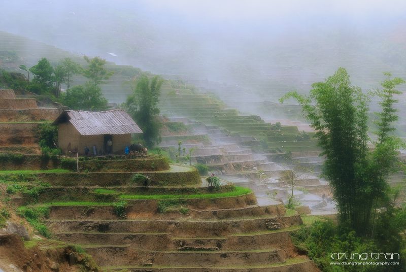 mist,y ty,lao cai,bamboo,buffalo,country side A misty day фото превью
