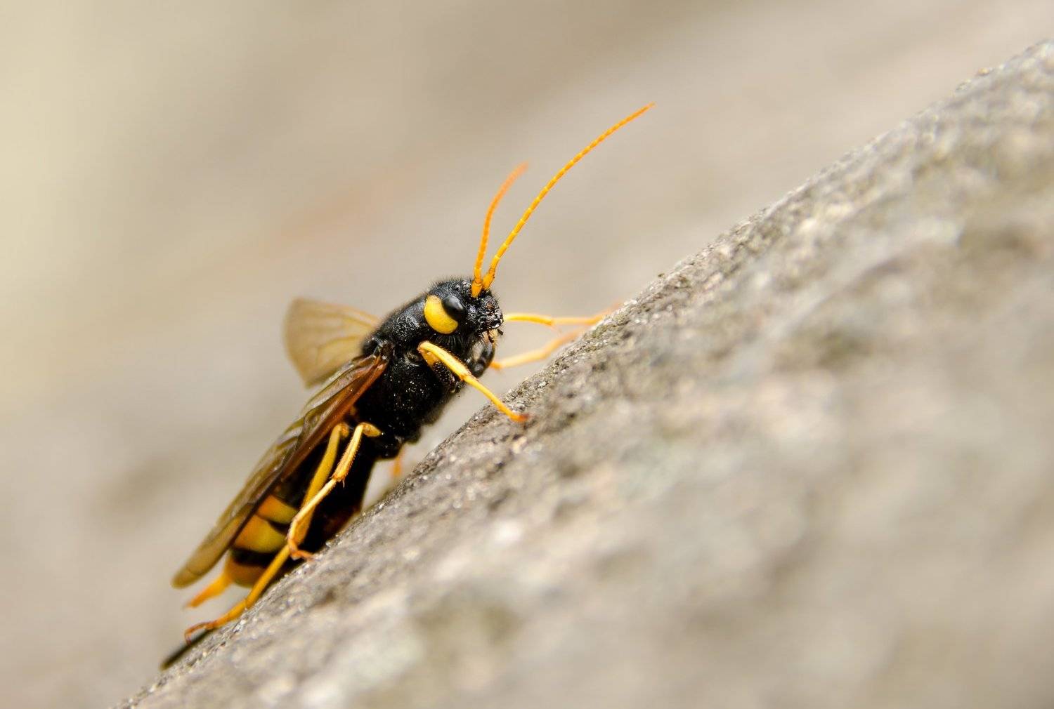 Большой хвойный рогохвост, Urocerus gigas, насекомое, перепончатокрылое, , Ксения Соварцева