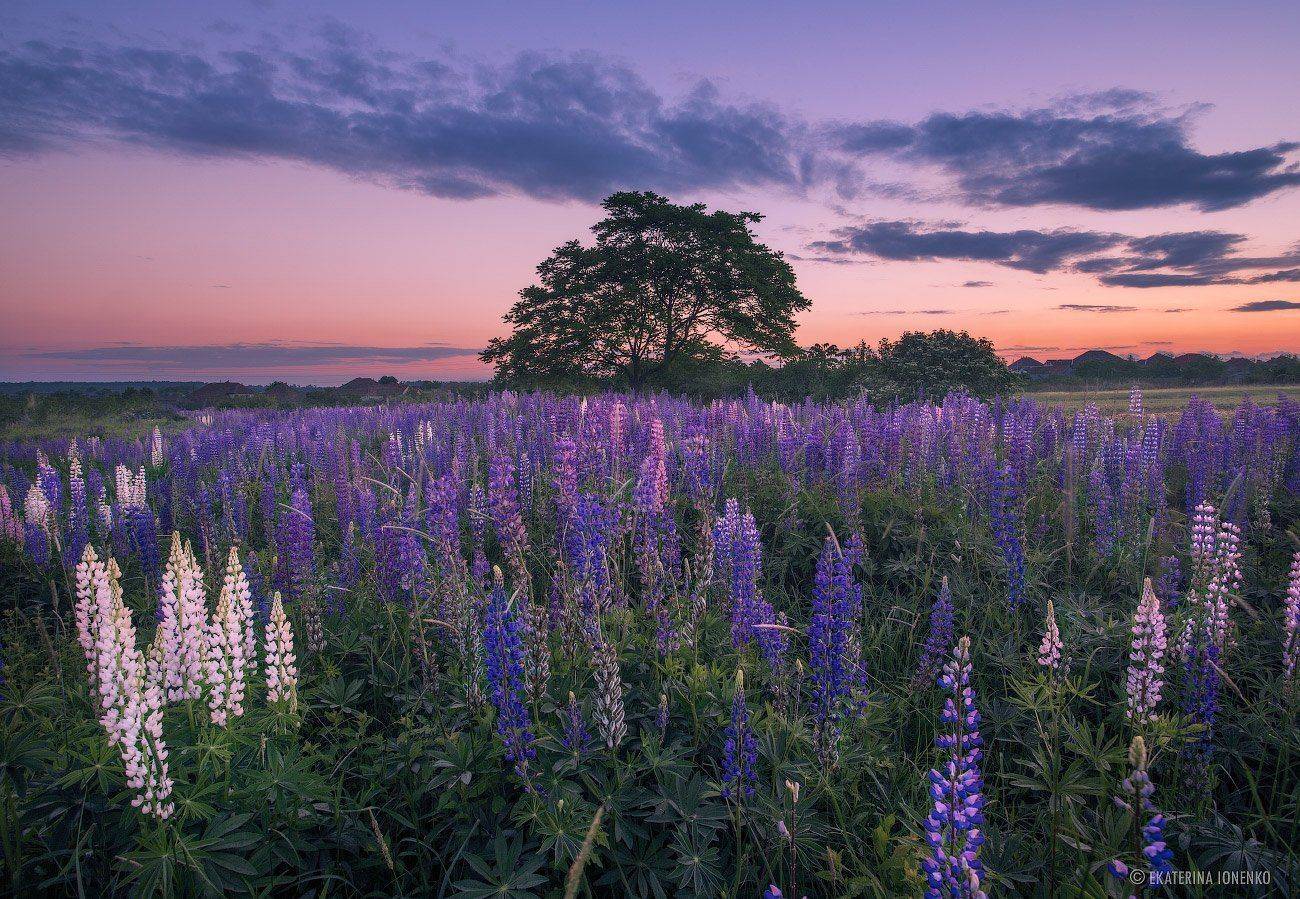, Екатерина Ионенко