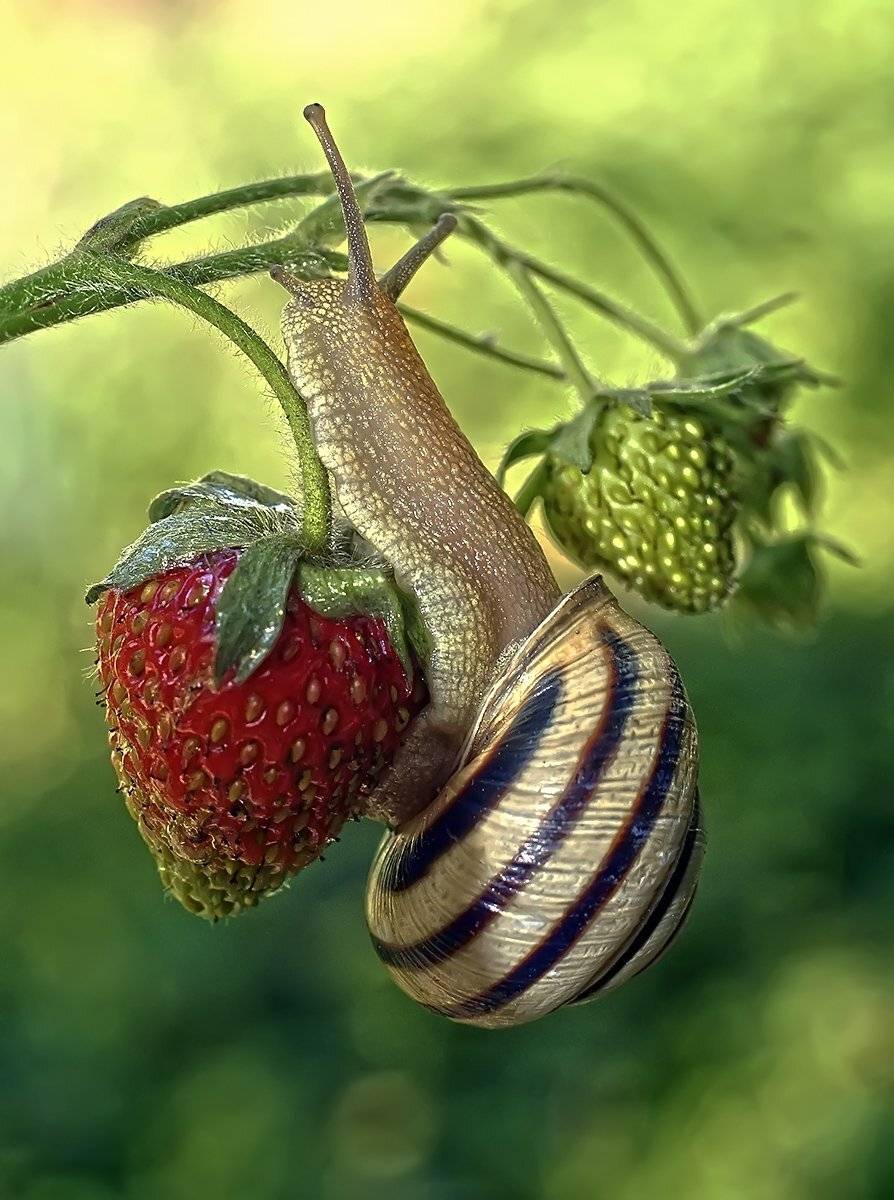 макро,улитка, Гарик Соколов