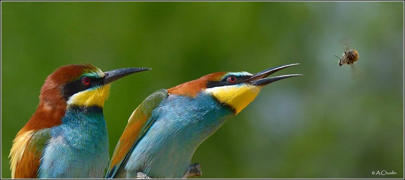 щурки,птицы,пчела, несите,крылья, Александр Чувилин
