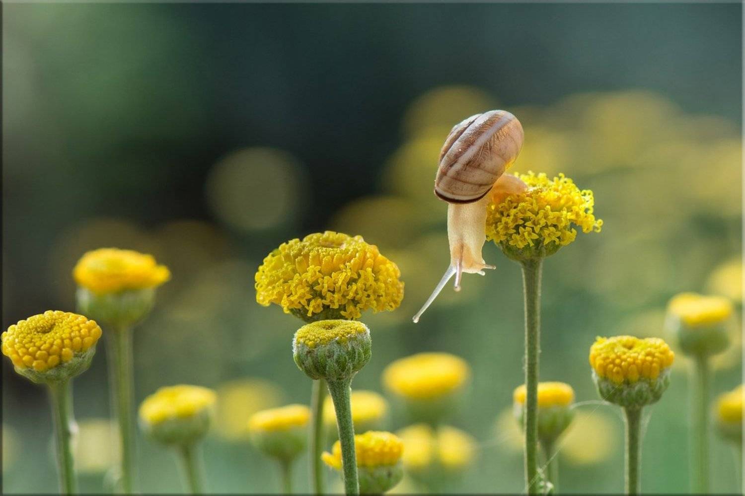 улитка, цветы сантолины, майское утро, Людмила Бекман